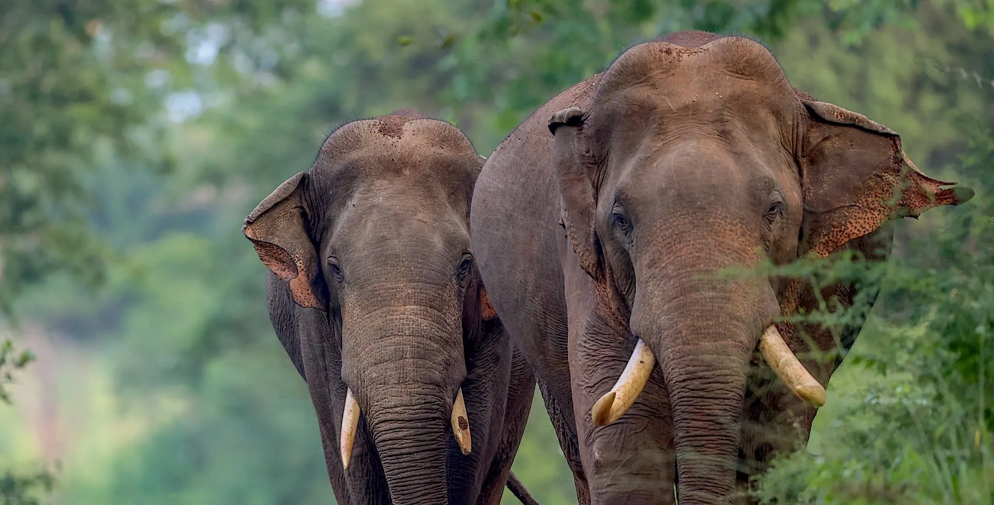 Two wild elephants walking together through green forest