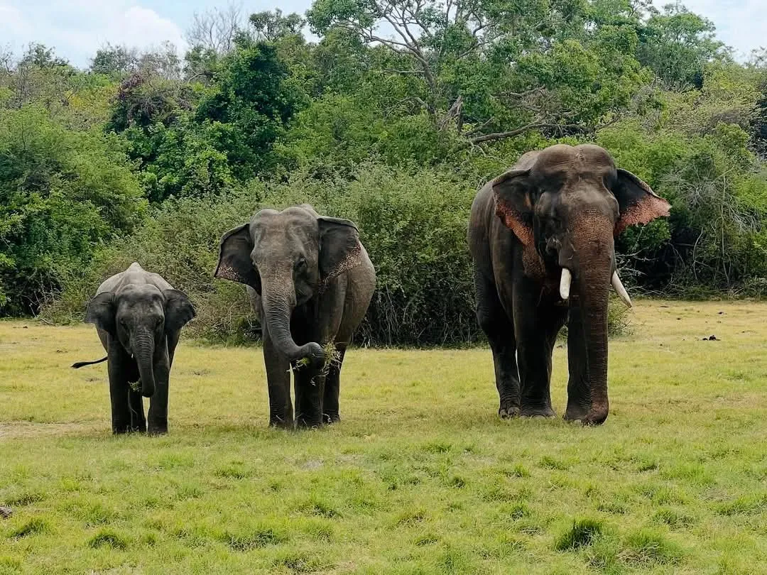 A wild tusker, an adult female and a calf grazing together in open grassland near Sigiriya, Sri Lanka